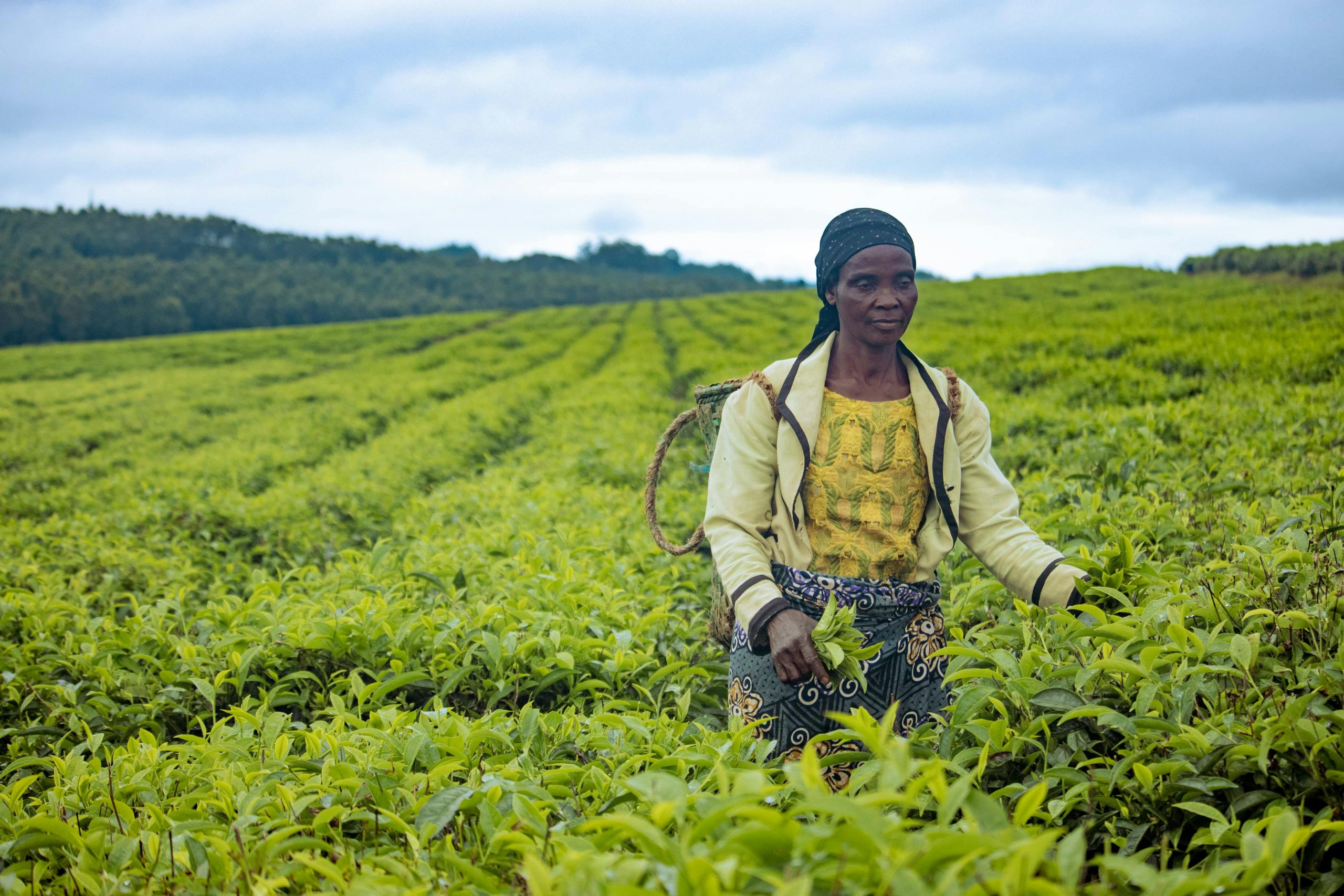 Luxe - Downey Interact 3